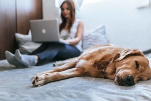 Home Working Compliance Program - 1 Year